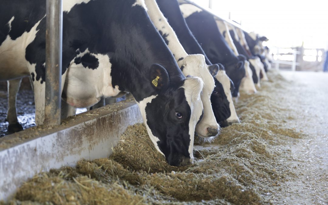 Saiba porque a alimentação bovina deve ser a sua prioridade