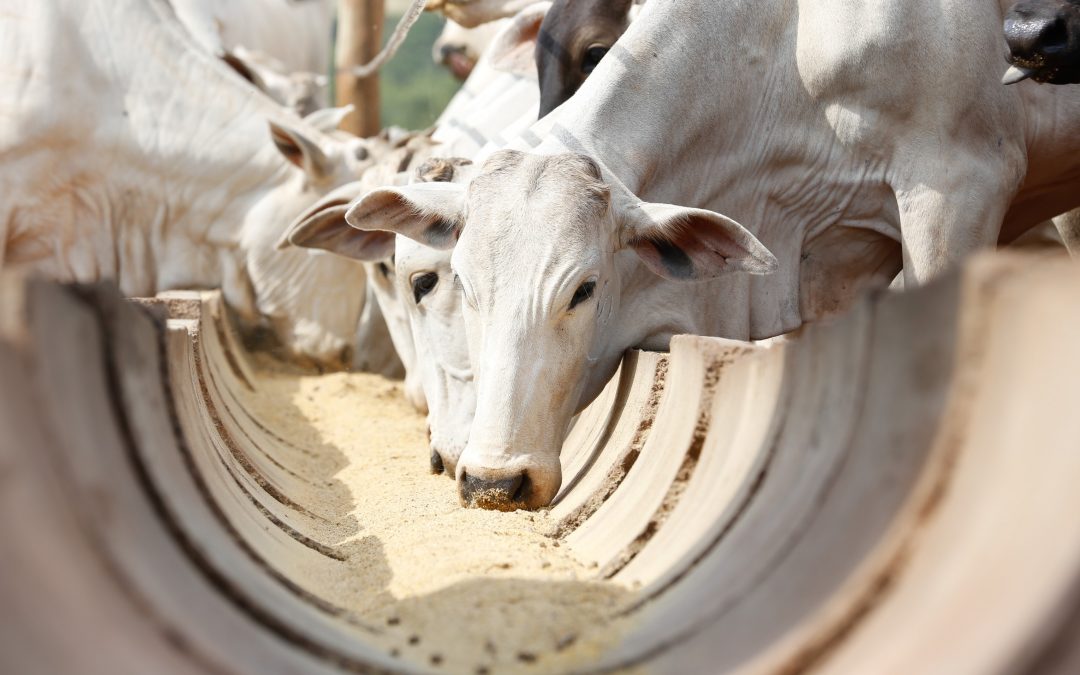 Desafios da alimentação bovina no Brasil