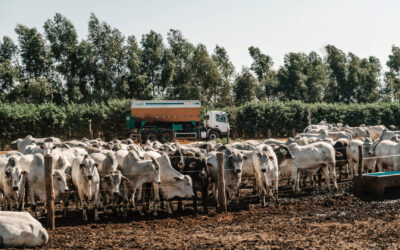 Nutrição animal eficiente e sustentabilidade: dupla de peso da pecuária moderna