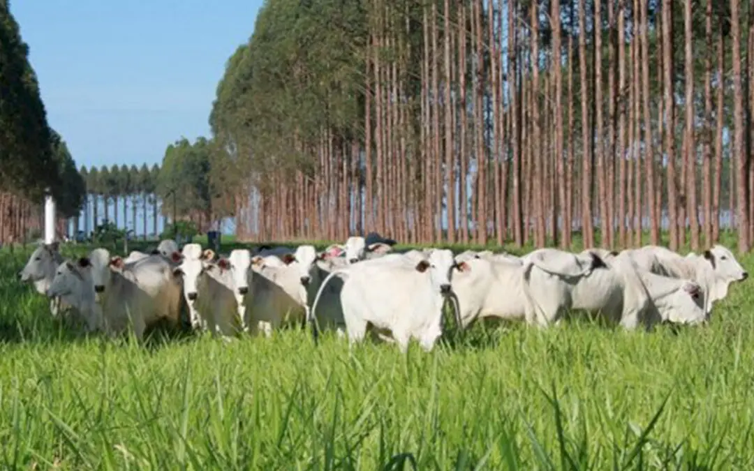 ILPF: sustentabilidade e produtividade em sintonia