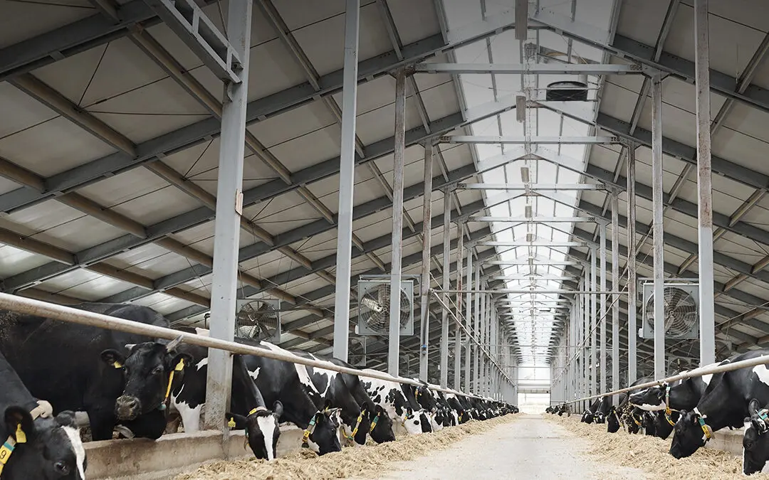 Estratégias nutricionais para minimizar o estresse térmico das vacas no verão
