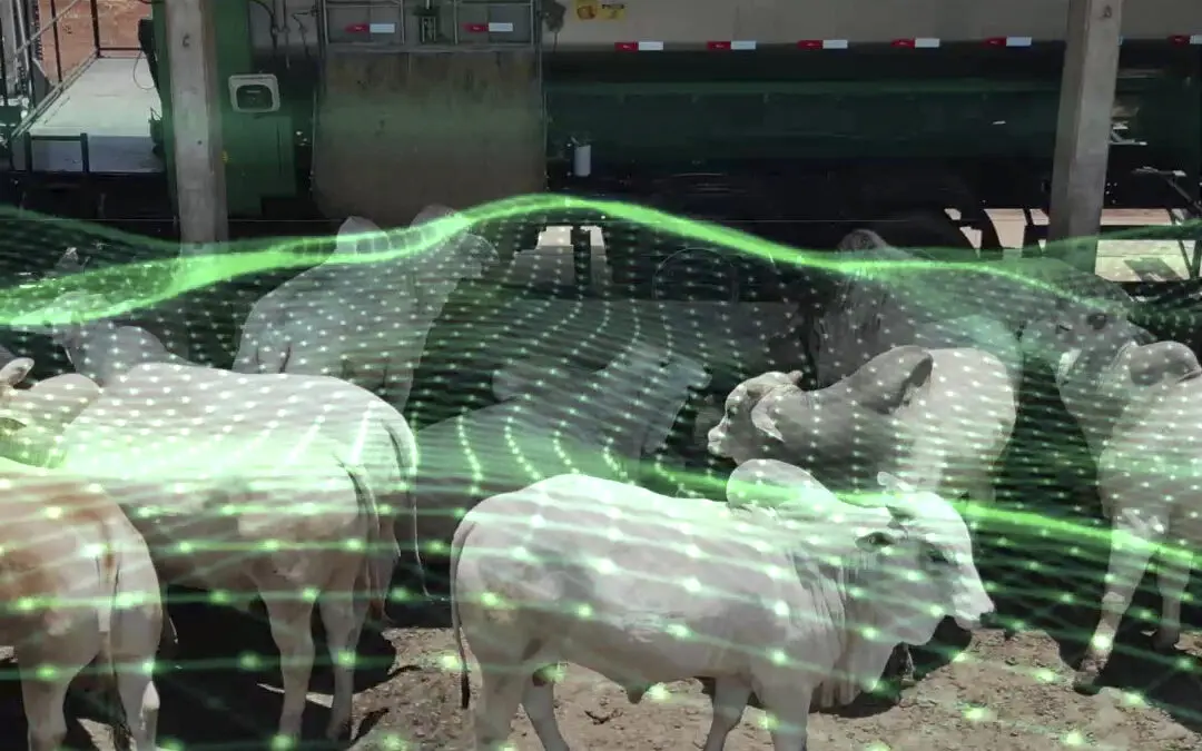 Do cocho à nuvem: como a pecuária 5.0 está transformando o campo