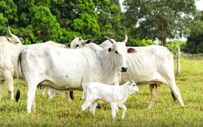 Bezerros e novilhas sem estresse: estratégias para manter a produtividade em alta