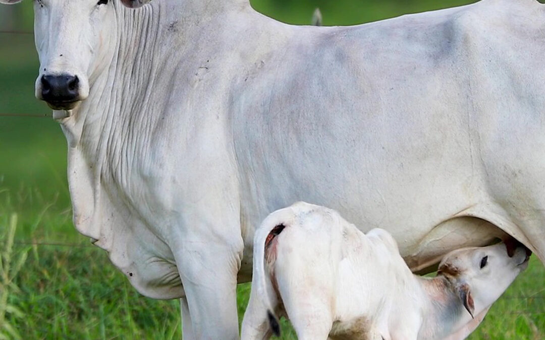 Bezerros e novilhas sem estresse: estratégias para manter a produtividade em alta