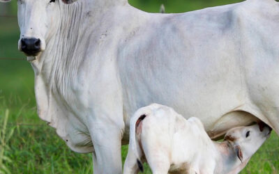 Bezerros e novilhas sem estresse: estratégias para manter a produtividade em alta