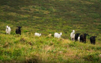 A transição do pasto seco para o pasto verde: o papel da mistura de qualidade na adaptação nutricional