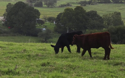 A transição do pasto seco para o pasto verde: o papel da mistura de qualidade na adaptação nutricional