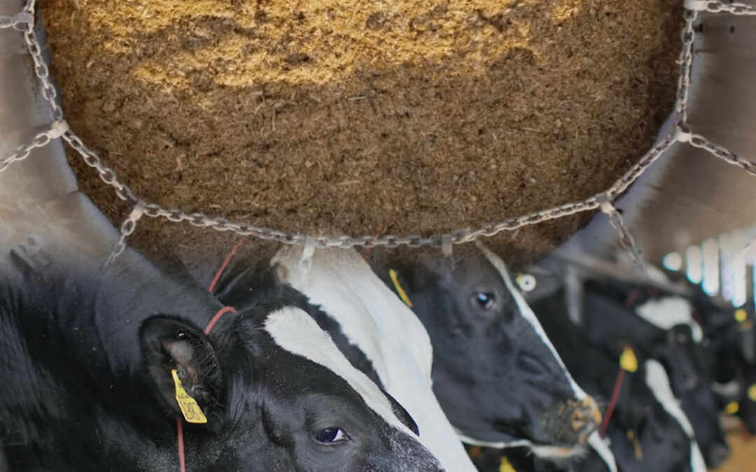 Mistura homogênea não é detalhe: é o que sustenta o desempenho máximo do animal no verão