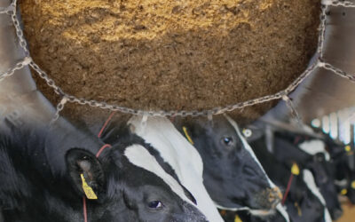 Mistura homogênea não é detalhe: é o que sustenta o desempenho máximo do animal no verão