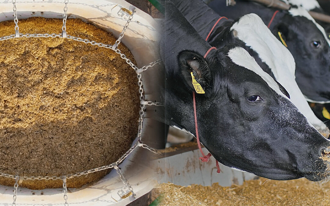 Mistura homogênea não é detalhe: é o que sustenta o desempenho máximo do animal no verão