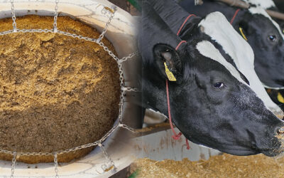 Mistura homogênea não é detalhe: é o que sustenta o desempenho máximo do animal no verão