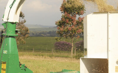 Silagem não começa no silo: começa na decisão certa