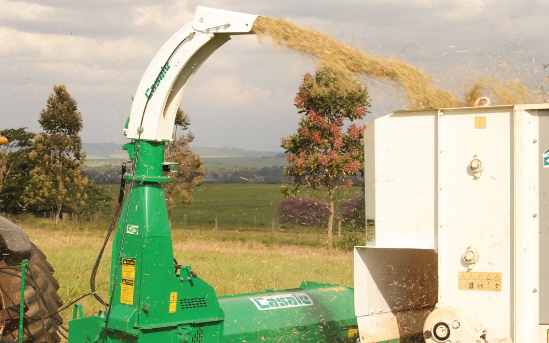 Silagem não começa no silo: começa na decisão certa