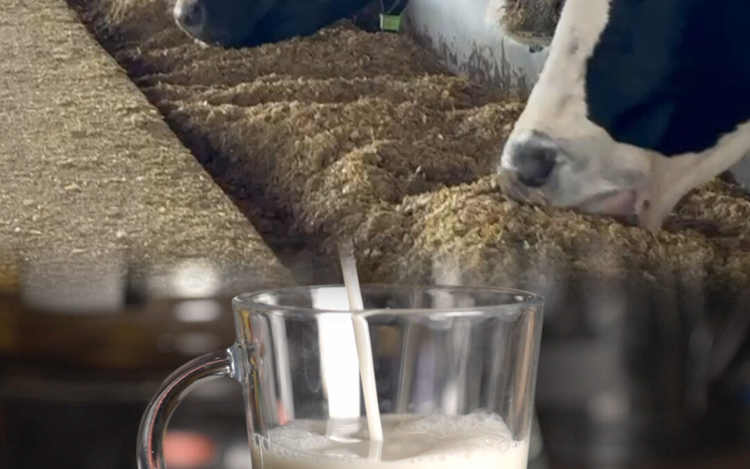 Menos desperdício, mais produção: o caminho da eficiência nas fazendas leiteiras