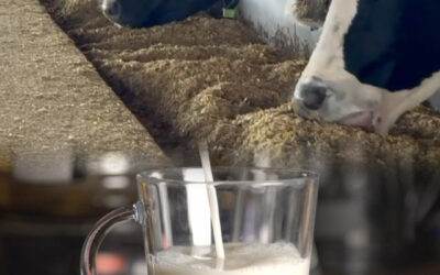 Menos desperdício, mais produção: o caminho da eficiência nas fazendas leiteiras