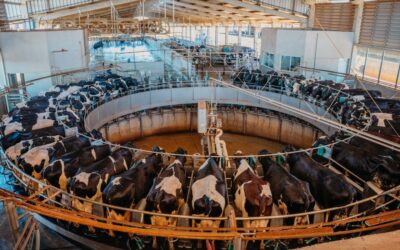 Top 100 do leite revela a nova fronteira da competitividade: escala com precisão, eficiência com consistência