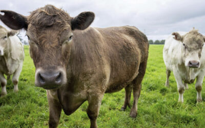 Beef on dairy: a estratégia que está transformando a produção de leite e carne no mundo